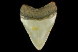 3.44" Fossil Megalodon Tooth - North Carolina - #131587-2